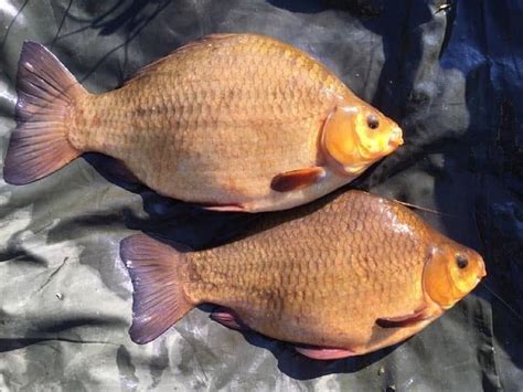 深水塘鯽魚怎麼抓