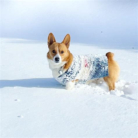 Do Corgis Like Cold Weather?