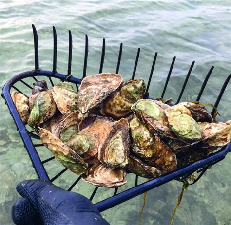 海釣海蠣怎麼掛：探索海洋捕捞的艺术